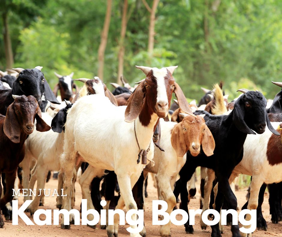 kambingaqiqahmy-Kambing-Aqiqah-Menjual-Kambing-Secara-Borong