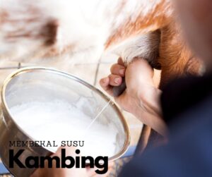 kambingaqiqahmy-Kambing-Aqiqah-membekal-susu-kambing-segar