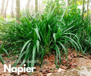 kambingaqiqahmy-Menjual-Makanan-Binatang-Rumput-Napier