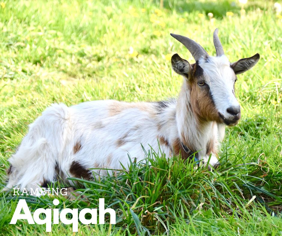 kambingaqiqahmy-Kambing-Aqiqah-Akikah-Untuk-Acara-Majlis