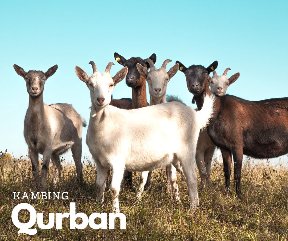 kambingaqiqahmy-Kambing-Qurban-Korban-Untuk-Acara-Majlis