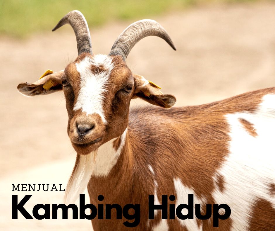 kambingaqiqahmy-Kambing-Menjual-Kambing-Hidup-Untuk-Dibela