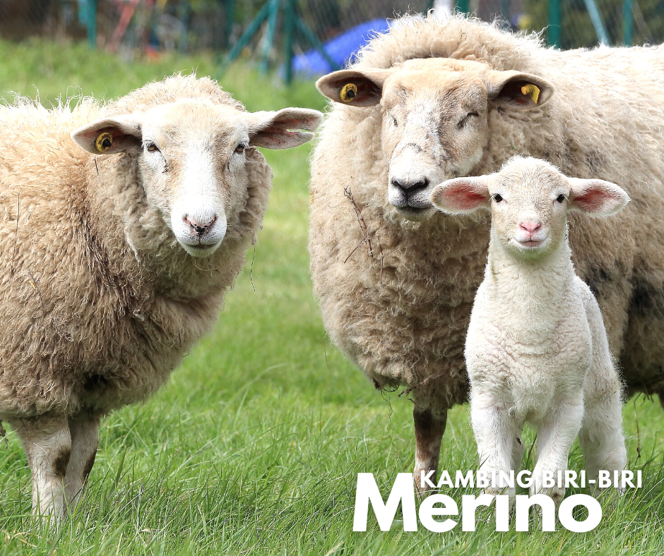 Sheep-Merino