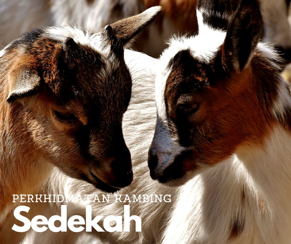 kambingaqiqahmy-Kambing-Sedekah